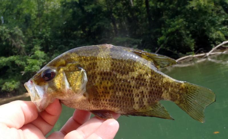 Shadow Bass (2) - Current River - 05Aug16.JPG
