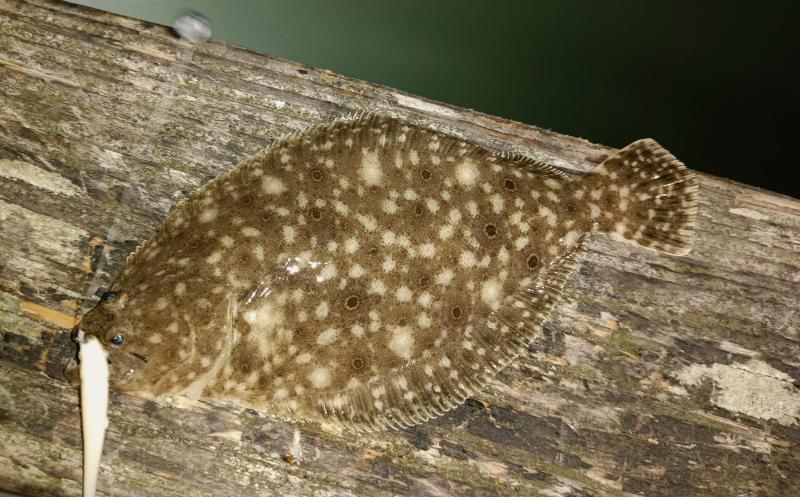 Summer Flounder - Kiptopeke STP - 25jul25.jpg