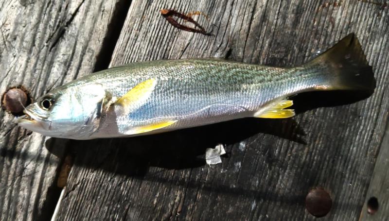 Weakfish - Kiptopeke STP - 25jul25.jpg