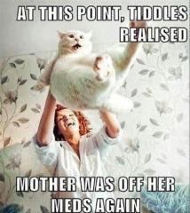 flyingcat.jpg