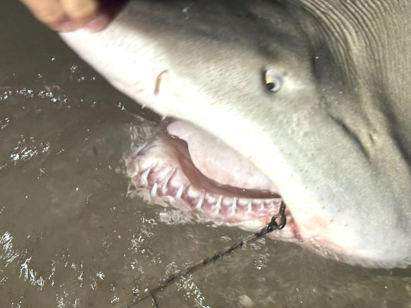 Sand tiger CP - DE Bay 22Aug25.jpg
