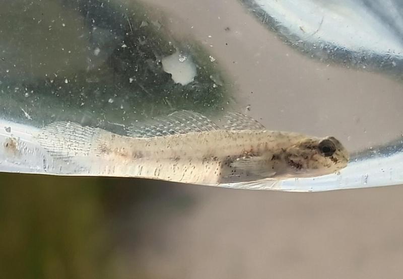 2 goby.jpg