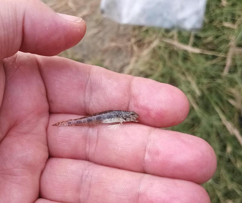 8 goby.jpg