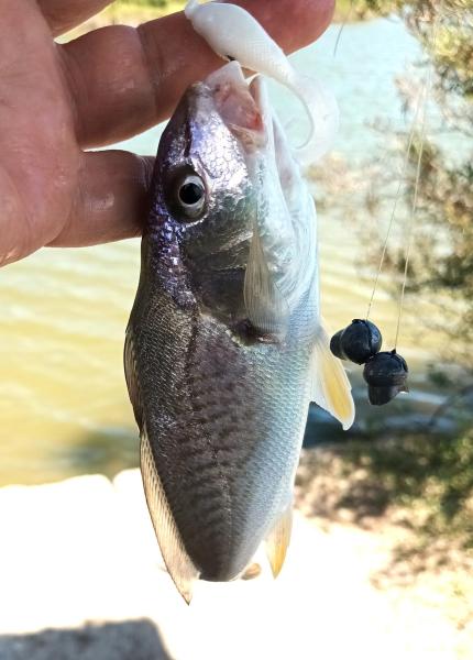 Atlantic Croaker - Galveston St Park - 20Sep25.jpg