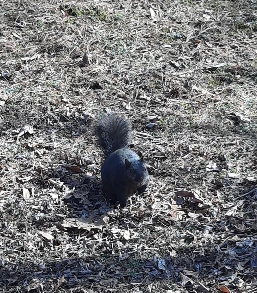 Black squirrel 2 - 26Feb22.jpg
