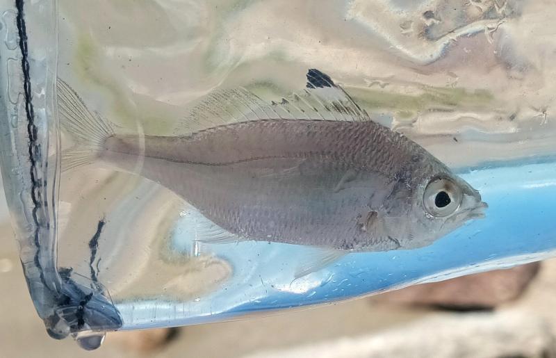 Flagfin Mojarra - East End Lagoon - 19Sep25.jpg