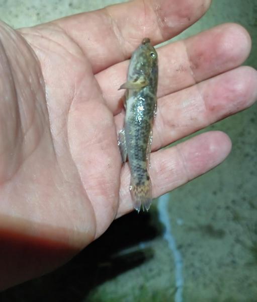 Frillfin Goby - East End Lagoon - 19Sep25.jpg