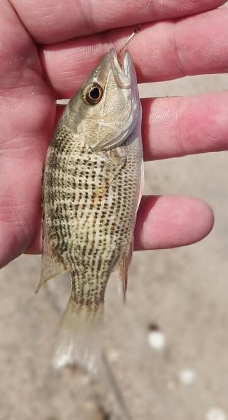 Gray Snapper - East End Lagoon - 19Sep25.jpg