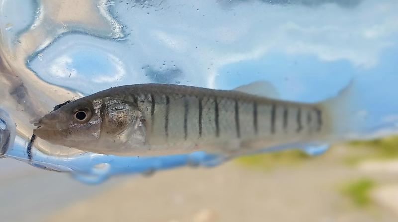 Longnose Killifish 1 - East End Lagoon - 19Sep25.jpg