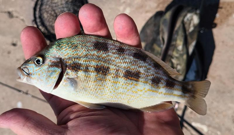 Pigfish - East End Lagoon - 19Sep25.jpg