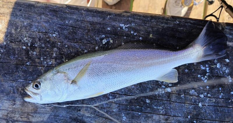 Sand Weakfish - Sea Wolf Park - 19Sep25.jpg