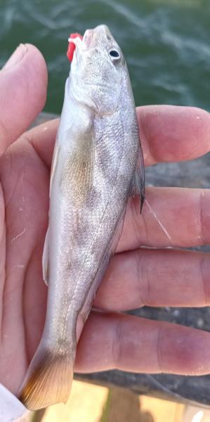 Southern Kingfish - Sea Wolf Park - 19Sep25.jpg
