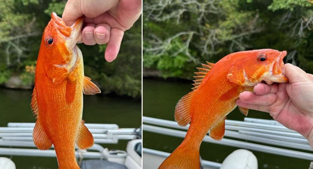 large.orangebass.jpg