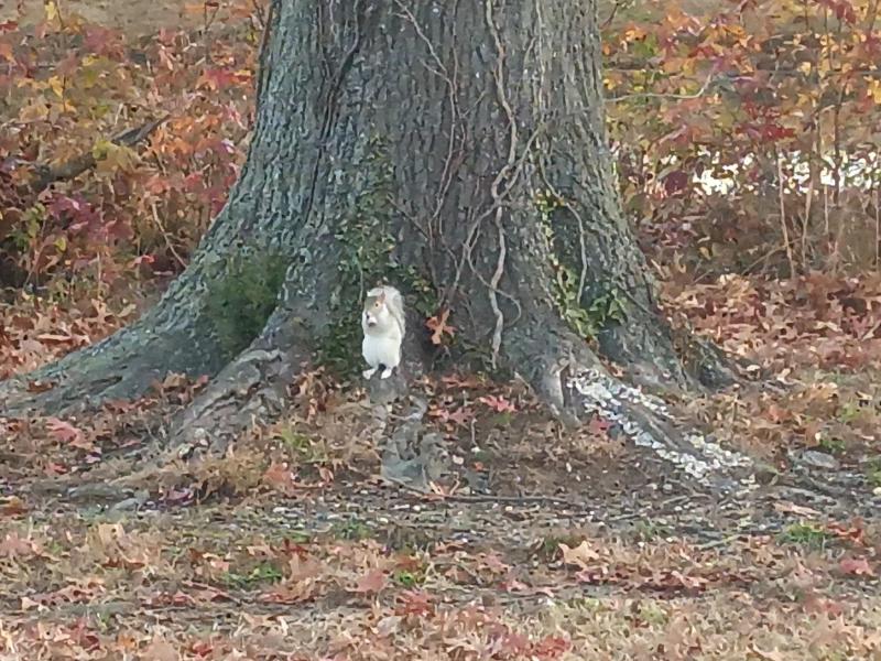 white squirrel - Chick Fil A - 08Dec23.jpg