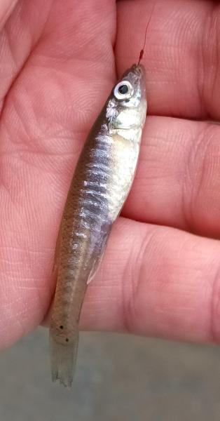 Banded Killifish - Hunting Crk Lake - 11Oct25.jpg