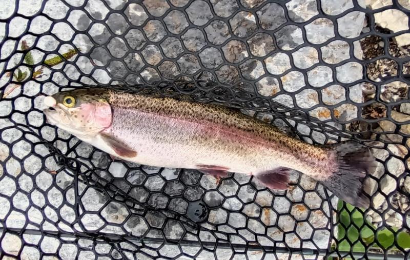 Rainbow Trout - BlairsValley Lake - 12Oct25.jpg
