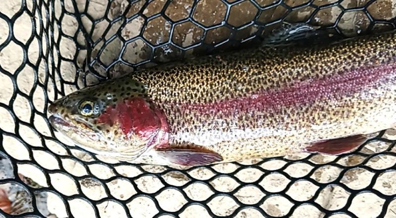 Rainbow Trout - Hunting Crk Lake - 11Oct25.jpg