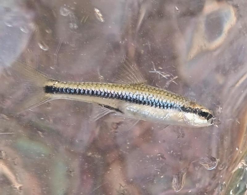 Bridle Shiner 4 - Request River - 19Oct25.jpg