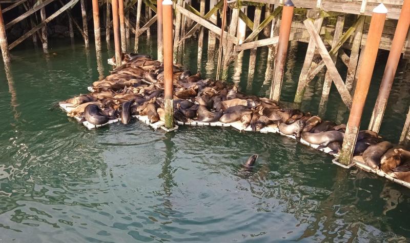 CA Sea Lions - Yaquina Bay - Newport OR - 15Nov25.jpg