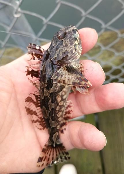 Cabezon 1 - Tillamook Bay - Garibaldi OR - 15Nov25.jpg