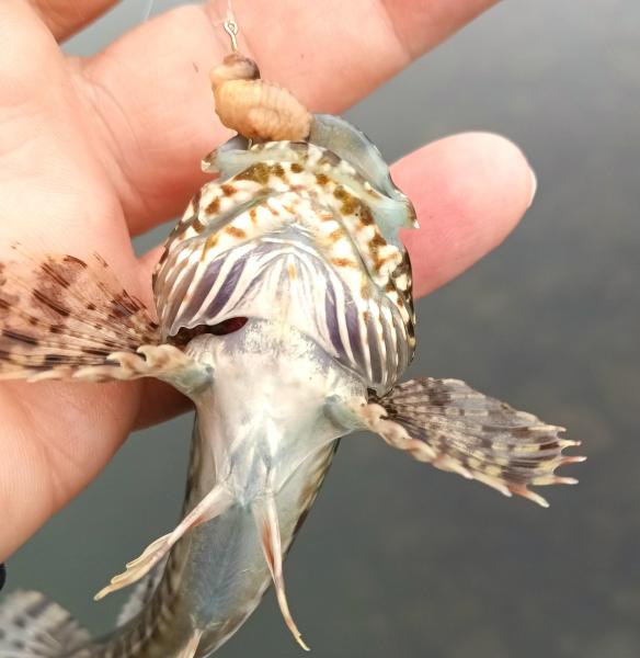 Cabezon 2 ventral CP - Tillamook Bay - Garibaldi OR - 15Nov25.jpg