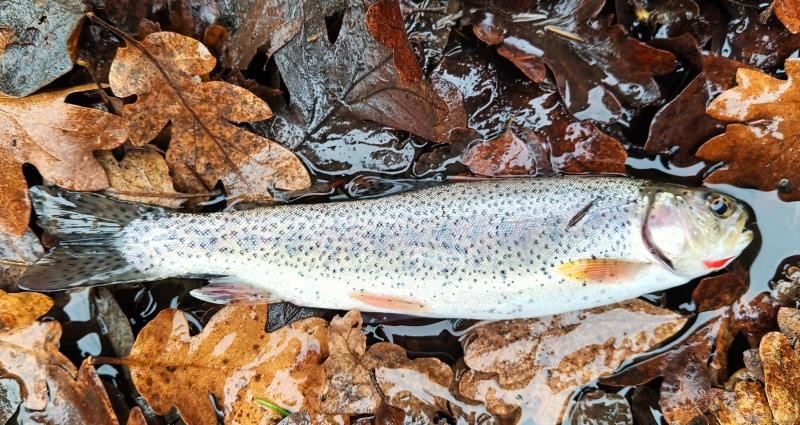 Coastal Cutthroat Trout - Tualatin Rvr - 14Nov25.jpg