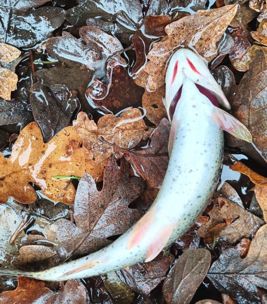 Coastal Cutthroat Trout - cutts - Tualatin Rvr - 14Nov25.jpg
