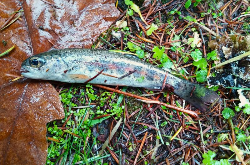 Coastal Rainbow Trout - Gales Crk - 14Nov25.jpg