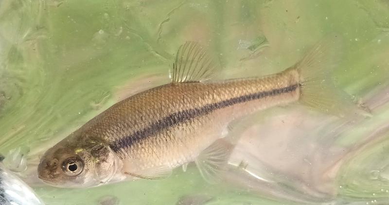 Fathead minnow - Female 2 11Jul25.jpg