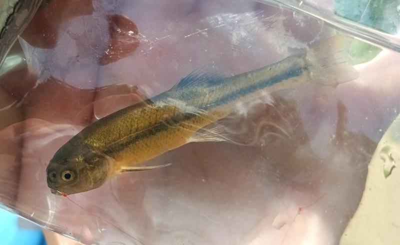 Fathead minnow - Male 1st 11Jul25.jpg