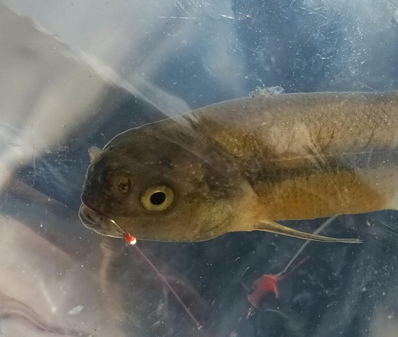 Fathead minnow - Male 1st CP 1Jul25.jpg
