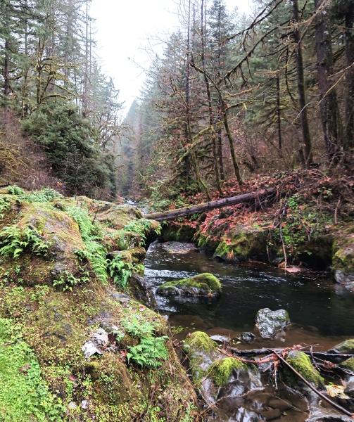 Gales Crk - 14Nov25.jpg