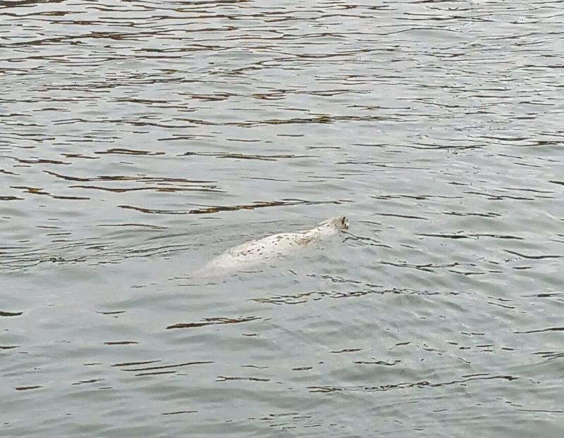 Harbor Seal - Tillamook Bay - Garibaldi OR - 15Nov25.jpg
