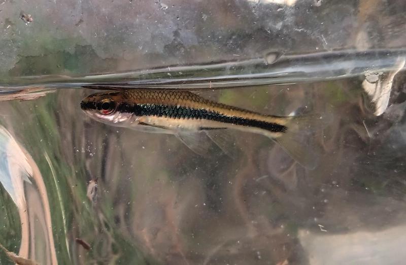 Ironcolor Shiner 1 - Request River - 19Oct25.jpg