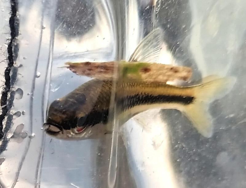 Ironcolor Shiner 3 CP - Request River - 19Oct25.jpg