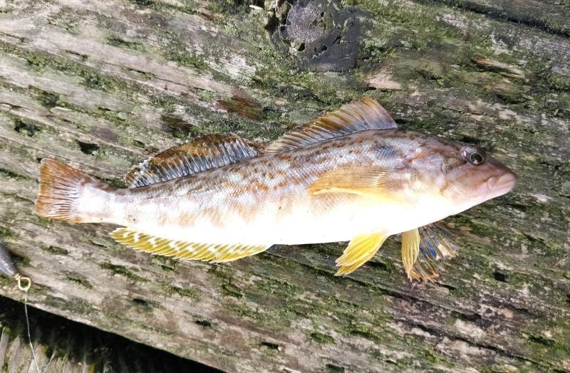Kelp Greenling 1 - Yaquina Bay - Newport OR - 15Nov25.jpg