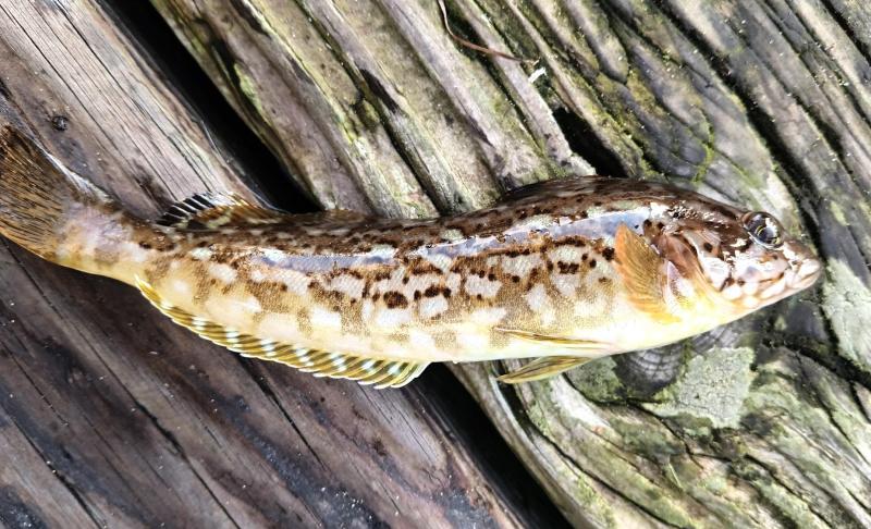 Kelp Greenling 2nd 2 - Yaquina Bay - Newport OR - 15Nov25.jpg
