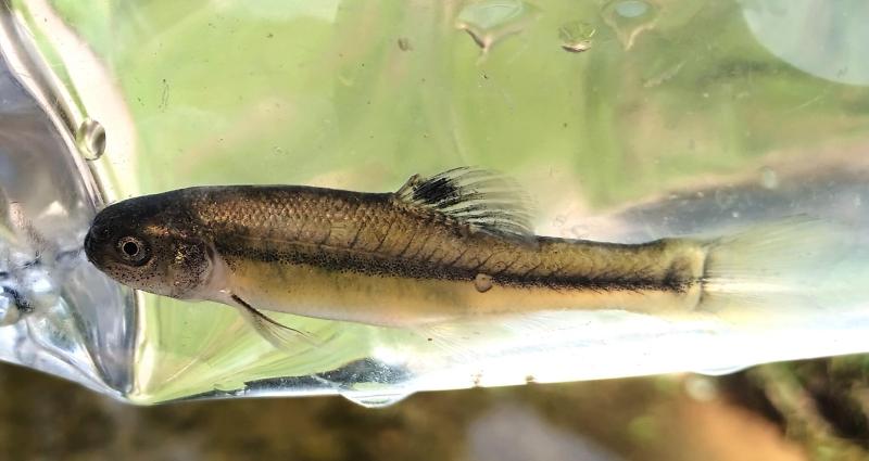 Livie Fathead minnow - Male 1 11Jul25.jpg