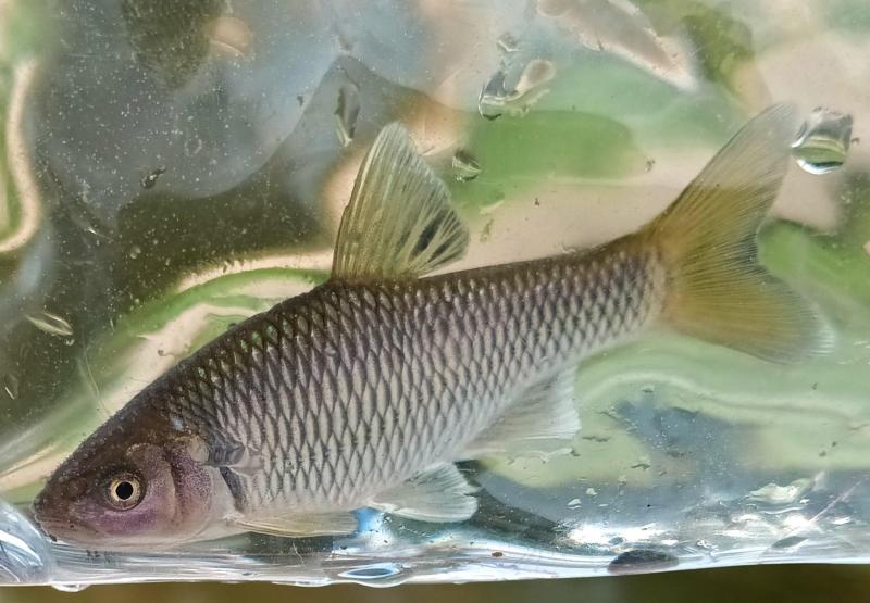 Livie Satinfin Shiner 2 11Jul25.jpg