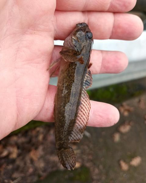 Prickly Sculpin 1 - Tualatin Rvr - 14Nov25.jpg