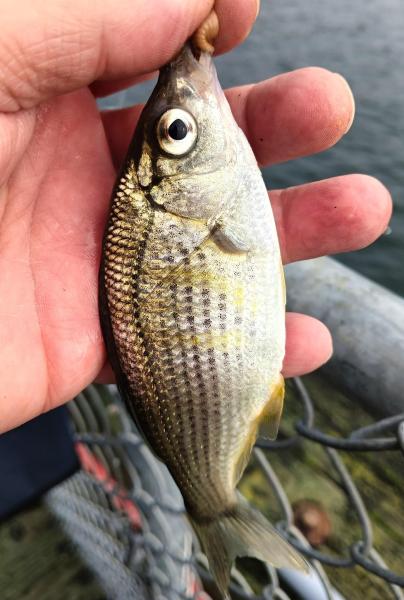 Shiner Surfperch 1 - Tillamook Bay - Garibaldi OR - 15Nov25.jpg