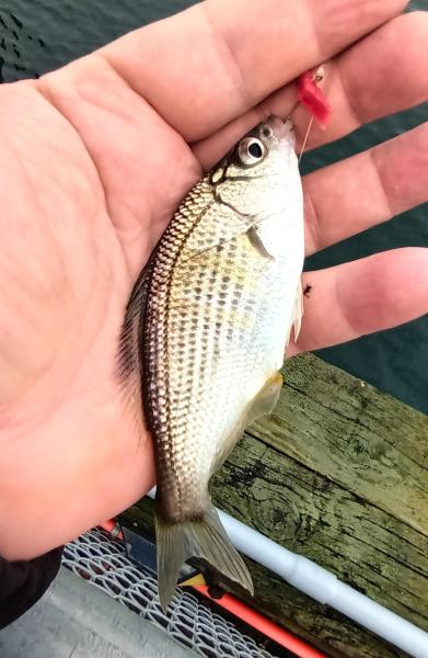 Shiner Surfperch 2 - Tillamook Bay - Garibaldi OR - 15Nov25.jpg