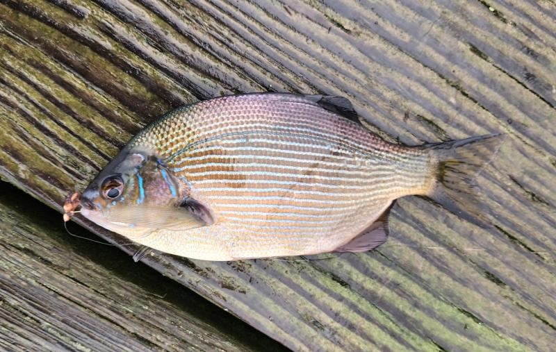 Sriped Surfperch - Tillamook Bay - Garibaldi OR - 15Nov25.jpg