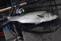 Nov19striper.jpg