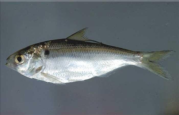 threadfin.jpg