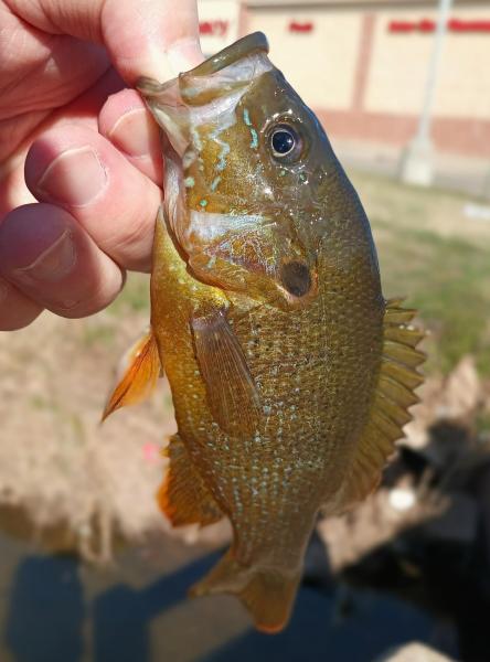 Green SF No 2 -  West Boomer Crk - Stillwater OK - 23Feb26.jpg