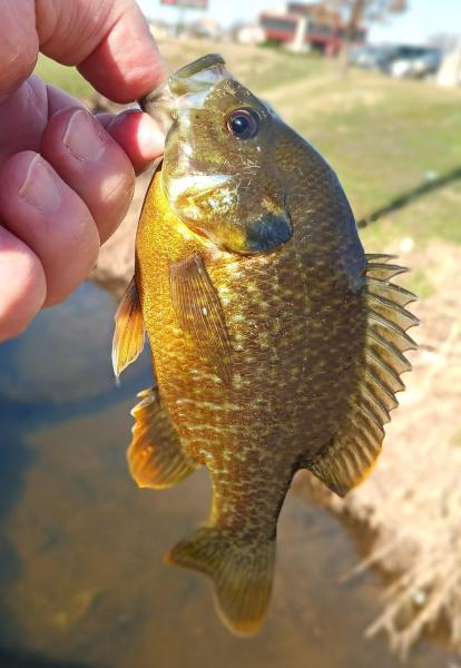 Greengill No 2 - West Boomer Crk - Stillwater OK - 23Feb26.jpg