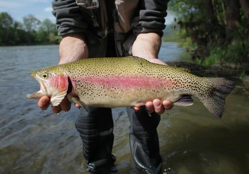 Rainbow-Trout.jpg