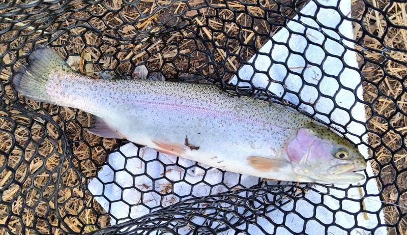 Rainbow Trout - PB in OK - Turtle Pond - 24Feb26.jpg