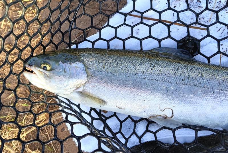 Rainbow Trout -  Turtle Pond - 24Feb26.jpg